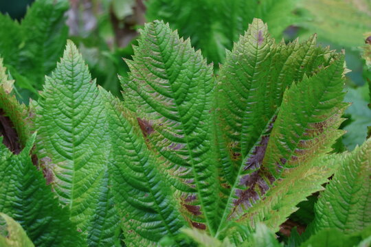 Feuilles gaufr&eacute;es de rodgersia &agrave; feuilles de marronnier aux nuances vertes et brunes