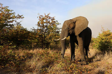 Obraz premium Afrikanischer Elefant / African elephant / Loxodonta africana