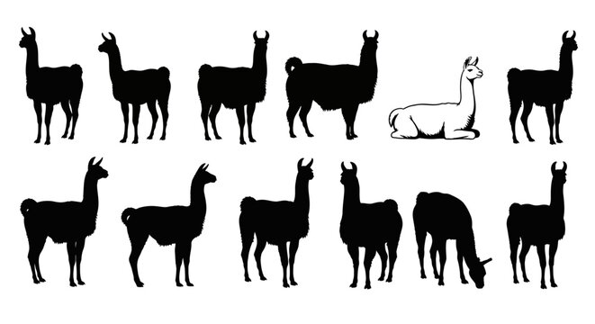 Llama silhouettes, black and white llama icons, alpaca vector graphics, animal illustration set