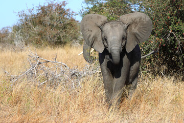 Fototapeta premium Afrikanischer Elefant / African elephant / Loxodonta africana
