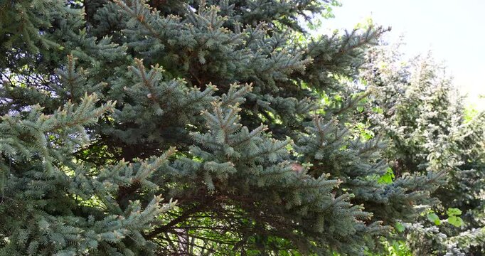 green spruce and squirrel, orange squirrel jumps on branches of forest spruce in sunny weather, red squirrel