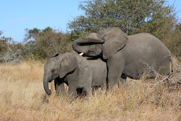 Fototapeta premium Afrikanischer Elefant / African elephant / Loxodonta africana