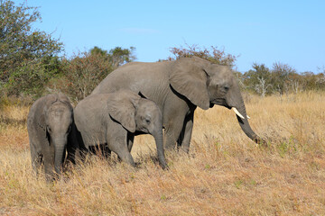 Obraz premium Afrikanischer Elefant / African elephant / Loxodonta africana