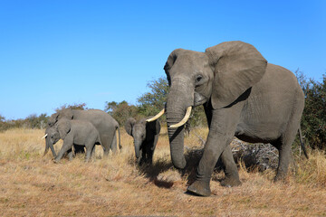 Obraz premium Afrikanischer Elefant / African elephant / Loxodonta africana