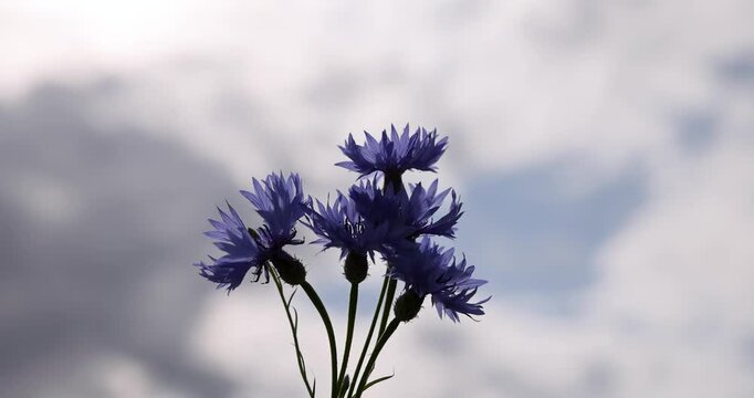 The field cornflower is blue, the wild cornflower is pointing upwards towards the blurred white clouds.
