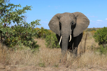 Fototapeta premium Afrikanischer Elefant / African elephant / Loxodonta africana