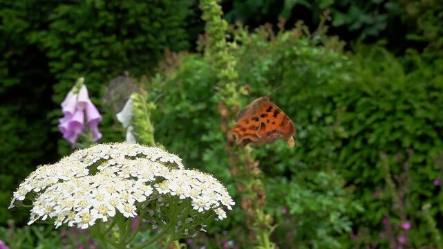 A comma butterfly (Polygonia c-album) takes off from a flower - Super slow motion (500fps) shot of an insect flying