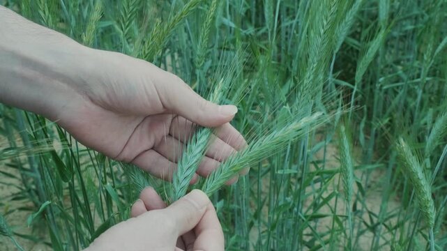 Close-up of an agronomist or farmer's hands inspecting green wheat ears in an agricultural field.