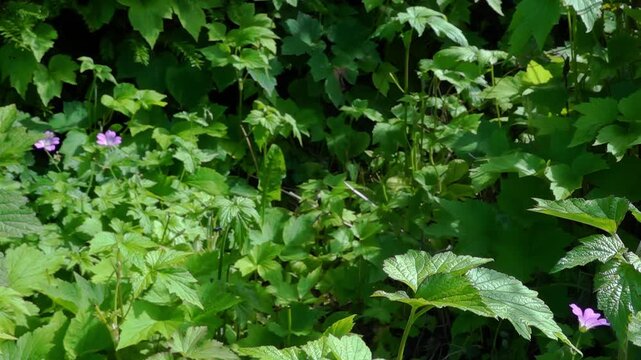 A comma butterfly (Polygonia c-album) takes off from a leaf- super slow motion