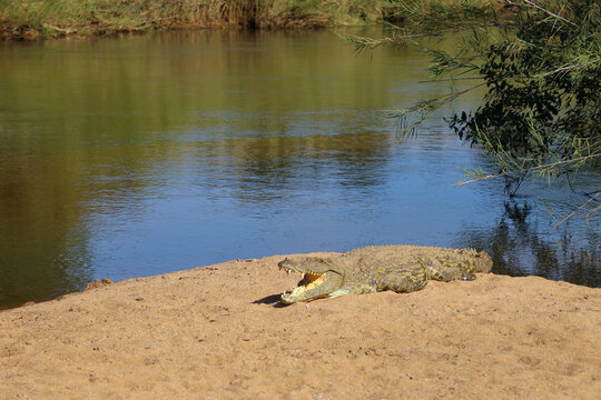 Nilkrokodil / Nile crocodile / Crocodylus niloticus