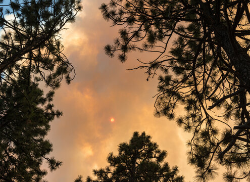 Canada, BC, Spences Bridge.   The sun partially obscured by smoke from nearby wildfire.  Ponderosa pine trees silhouetted in the foreground.
