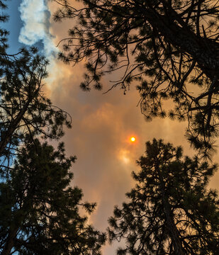 Canada, BC, Spences Bridge.   The sun partially obscured by smoke from nearby wildfire.  Ponderosa pine trees silhouetted in the foreground.