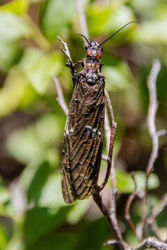 dobsonfly fishfly on stick in hunting position ambush waiting wings closeup