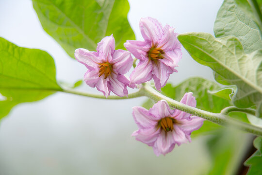 Canada, BC, Delta.  Eggplant flowers.  (solanum melongena)