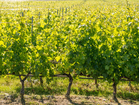 Canada, BC, Okanagan Valley.  Tidy grape vines in the early summer.  The Okanagan Valley is the premier wine growing region in Canada.