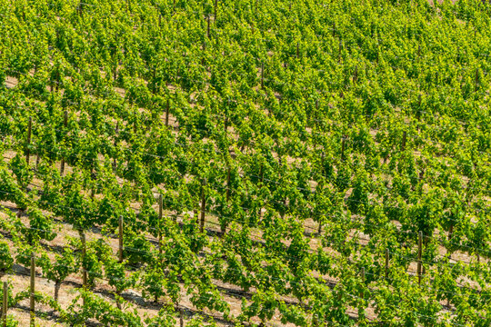 Canada, BC, Naramata.  Orderly rows of grape vines on the Naramata Bench wine growing region.