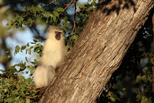 Gr&uuml;ne Meerkatze / Vervet monkey / Cercopithecus aethiops