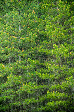 Canada, BC, Okanagan Valley.  Perfect pine forest.  Pinus ponderosa