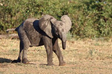 Fototapeta premium Afrikanischer Elefant / African elephant / Loxodonta africana