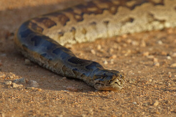Fototapeta premium Südlicher Felsenpython / Southern African rock python / Python natalensis
