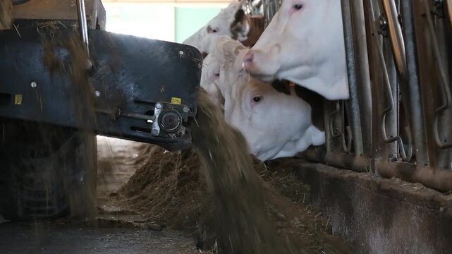 Dairy cattle feeding from a tractor feed mixer wagon, modern livestock farming.