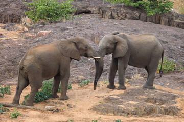Fototapeta premium Afrikanischer Elefant / African elephant / Loxodonta africana