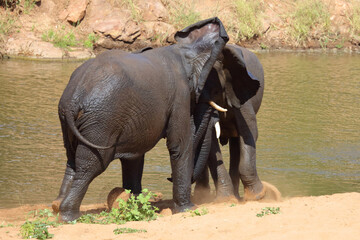 Fototapeta premium Afrikanischer Elefant / African elephant / Loxodonta africana