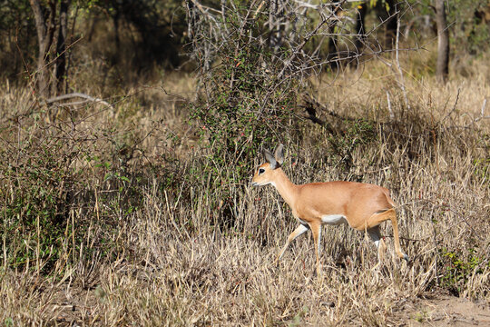 Afrikanischer Steinbock / Steenbok / Raphicerus campestris