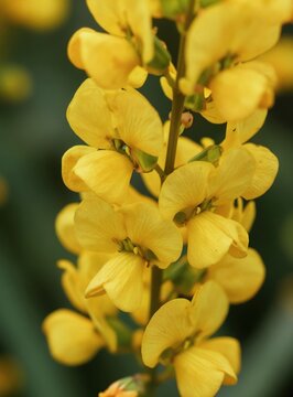 Showy rattlebox flowers have bright yellow petals and green sepals. This wild plant blooms on a stem with a soft dark background. It is a legume native to Asia.