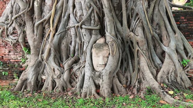 The iconic Buddha head entwined by tree roots at Wat Mahathat, Ayutthaya, Thailand. A symbol of nature's power and spiritual resilience.