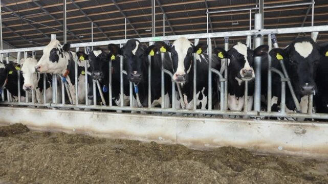 Frisian Holstein cows in modern stable at Dairy farm. Cows at feeding gate.