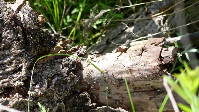ant colony raid or nuptial flight with thousands of ants on log stump