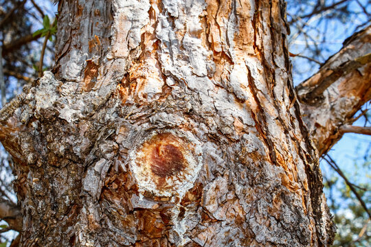 the rough, textured bark of a pine tree with visible sap on a spring day. nature background.