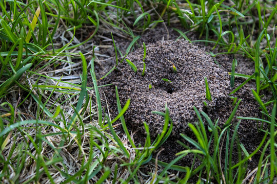 Cornfield ants prefer thinning turf or open soil to build these characteristic small crater-like structures. mound background