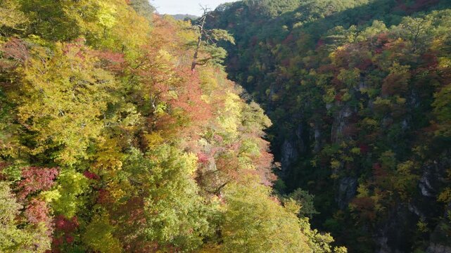 紅葉の名所 秋の鳴子峡の風景　Autumn scenery of Naruko Gorge, a famous spot for autumn foliage.