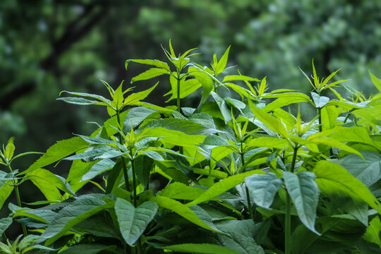Joe Pye weed (Eutrochium species) before flowering, a native perennial wildflower popular with pollinators.