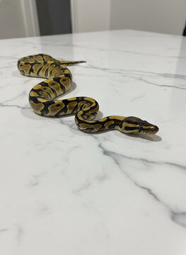 close up of a snake