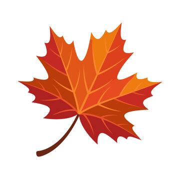 Maple leaf flat vector illustration, isolated on white