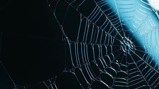 Spider web glistening under blue light beam. Macro view of silk threads connecting in geometric pattern. Intricate structure for biology and science study