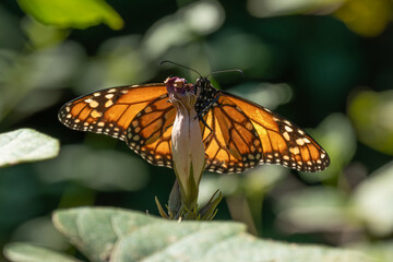 butterfly on flower © DC Fotos