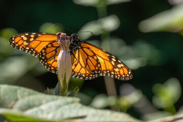 butterfly on a flower © DC Fotos