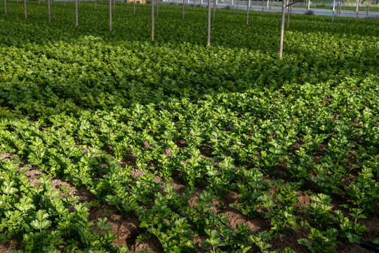 Greenhouses in the fertile valley around the city of Fondi in Italy, vegetable cultivation, celery plants