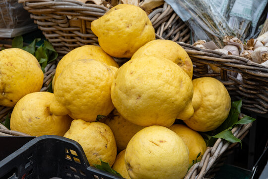 Fresh italian cedrat lemon from Amalfi coast, citrus sour fruit
