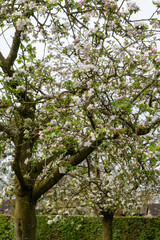 Fototapeta premium Spring blossom of apples fruit trees in april, rows of trees in orchard in the Netherlands, food production in Europe