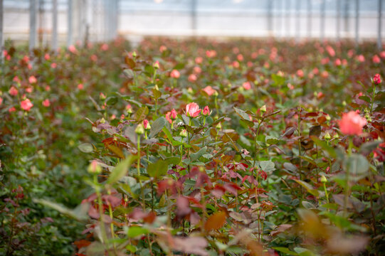 Dutch greenhouse with growing roses flowers, variety of roses, high quality flowers from the Netherlands for export world wide, rows of different roses plants