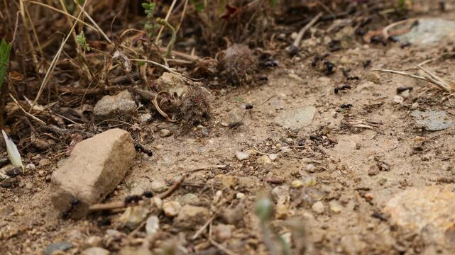Macro video of a determined ant carrying a large piece of wood across the forest floor in its natural habitat. The footage captures the impressive strength and persistence of the tiny insect