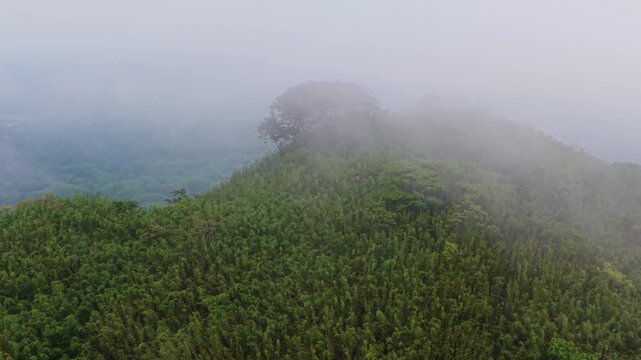 Aerial view of a sea of clouds drifting over lush green forested hills at sunrise, Kala Pahar, Sylhet, Bangladesh
