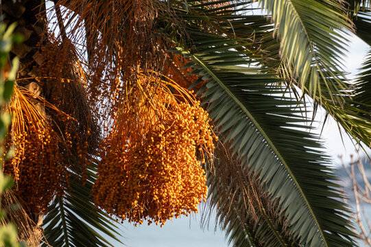 Young dates fruits cluster tightly on female Phoenix dactylifera palm
