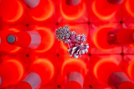Overhead view of a grid pattern of orange safety cones with purple flowers