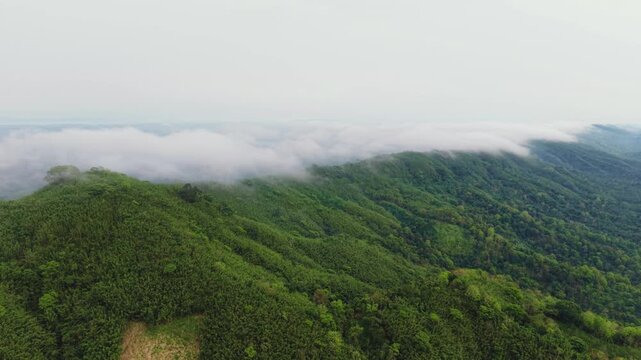 Aerial view of a sea of clouds drifting over lush green forested hills at sunrise, Kala Pahar, Sylhet, Bangladesh